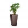 Шеффлера в кашпо Lechuza Cubico Color 30 фото 3 &mdash; Luxury Plants