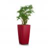 Шеффлера в кашпо Lechuza Cubico Color 30 фото 4 &mdash; Luxury Plants