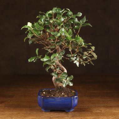 Бонсай Дуб 35см в синей плошке &mdash; Luxury Plants