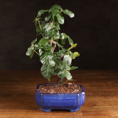 Бонсай Дуб 35см в синей плошке &mdash; Luxury Plants