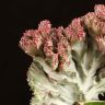 Эуфорбия Лактея в кашпо д10 фото 2 &mdash; Luxury Plants