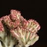 Эуфорбия Лактея в кашпо д10 фото 4 &mdash; Luxury Plants