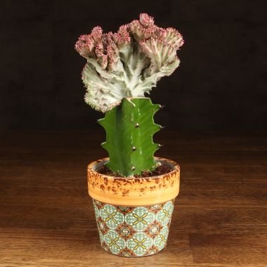 Эуфорбия Лактея в кашпо д10 &mdash; Luxury Plants