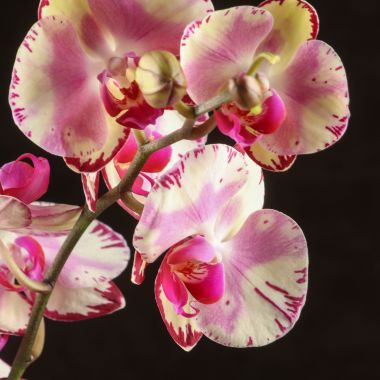Орхидея Фаленопсис Меджик Арт D9 &mdash; Luxury Plants