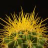 Эхинокактус Грузони D5 желтый фото 2 &mdash; Luxury Plants