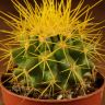Эхинокактус Грузони D5 желтый фото 3 &mdash; Luxury Plants