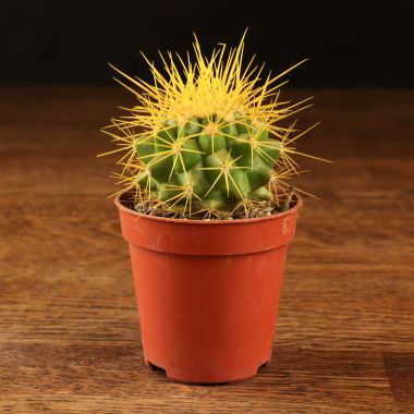 Эхинокактус Грузони D5 желтый &mdash; Luxury Plants