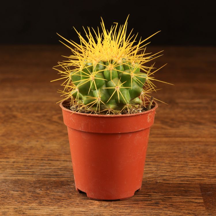 Эхинокактус Грузони D5 желтый фото 1 &mdash; Luxury Plants
