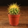 Эхинокактус Грузони D5 желтый фото 1 &mdash; Luxury Plants