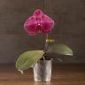 Орхидея Фаленопсис Синголо темно-розовая D9 фото 1 &mdash; Luxury Plants