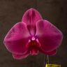 Орхидея Фаленопсис Синголо темно-розовая D9 фото 2 &mdash; Luxury Plants