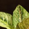 Аглаонема Шартрез Прити 30/12 фото 3 &mdash; Luxury Plants
