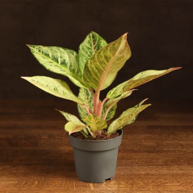 Аглаонема Шартрез Прити 30/12 &mdash; Luxury Plants