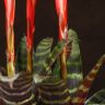 Вриезия Эра 45/12 фото 3 &mdash; Luxury Plants