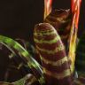 Вриезия Эра 45/12 фото 5 &mdash; Luxury Plants
