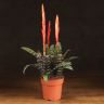 Вриезия Эра 45/12 фото 1 &mdash; Luxury Plants