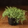 Тимьян Крипинг Ред 10/10 фото 1 &mdash; Luxury Plants