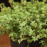Тимьян Крипинг Ред 10/10 фото 3 &mdash; Luxury Plants