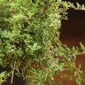 Тимьян Крипинг Ред 10/10 фото 4 &mdash; Luxury Plants