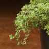 Тимьян Крипинг Ред 10/10 фото 2 &mdash; Luxury Plants