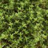 Тимьян Крипинг Ред 10/10 фото 5 &mdash; Luxury Plants