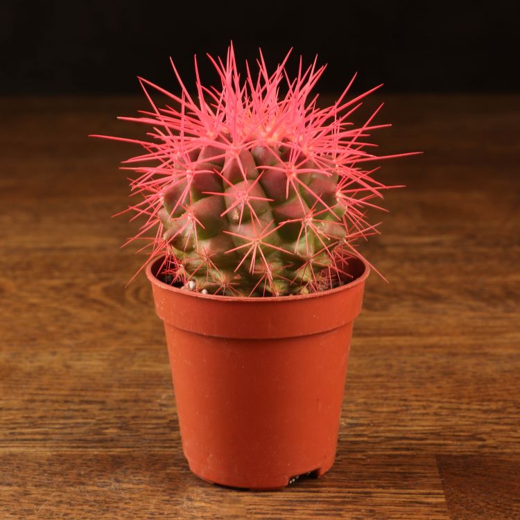 Эхинокактус Грузони D5 розовый фото 1 &mdash; Luxury Plants