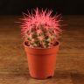 Эхинокактус Грузони D5 розовый фото 1 &mdash; Luxury Plants