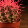 Эхинокактус Грузони D5 розовый фото 4 &mdash; Luxury Plants