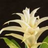 Гузмания Болеро 40/12 фото 2 &mdash; Luxury Plants