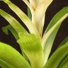 Гузмания Болеро 40/12 фото 3 &mdash; Luxury Plants