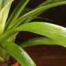 Гузмания Болеро 40/12 фото 4 &mdash; Luxury Plants