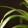 Гузмания Болеро 40/12 фото 5 &mdash; Luxury Plants