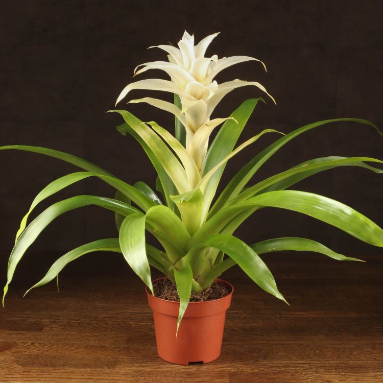 Гузмания Болеро 40/12 фото 1 &mdash; Luxury Plants