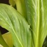 Калла белая D12 фото 2 &mdash; Luxury Plants
