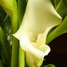 Калла белая D12 фото 4 &mdash; Luxury Plants