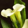 Калла белая D12 фото 5 &mdash; Luxury Plants