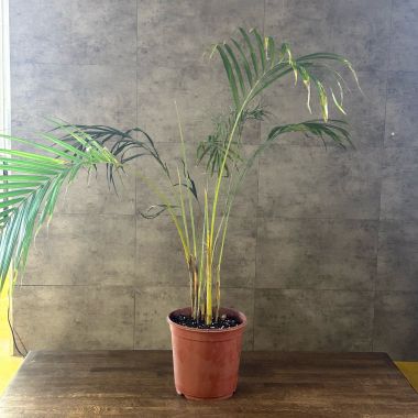 Хризалидокарпус д24 уценка &mdash; Luxury Plants
