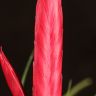 Тилландсия Мизуки 30/9 фото 2 &mdash; Luxury Plants