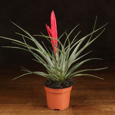 Тилландсия Мизуки 30/9 &mdash; Luxury Plants