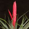 Тилландсия Мизуки 30/9 фото 3 &mdash; Luxury Plants
