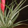Тилландсия Мизуки 30/9 фото 4 &mdash; Luxury Plants