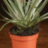 Тилландсия Мизуки 30/9 фото 5 &mdash; Luxury Plants