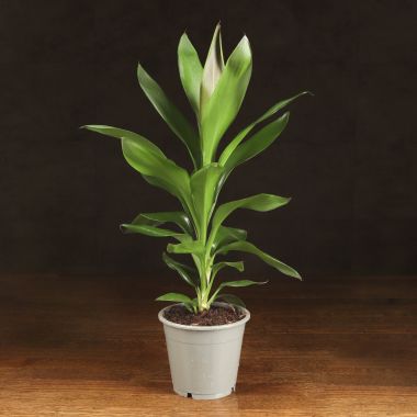 Кордилина Конга 40/12 &mdash; Luxury Plants
