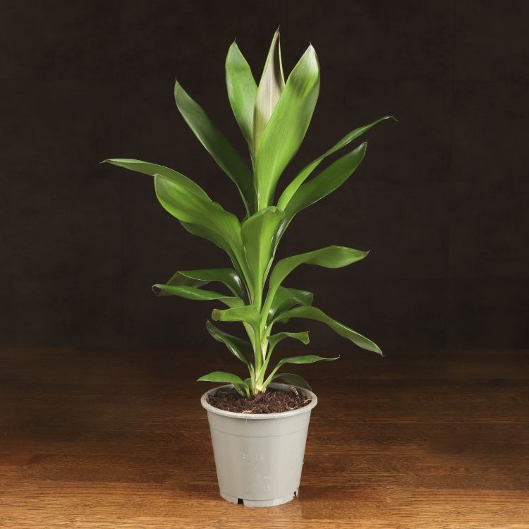 Кордилина Конга 40/12 фото 1 &mdash; Luxury Plants