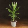 Кордилина Конга 40/12 фото 1 &mdash; Luxury Plants