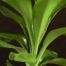 Кордилина Конга 40/12 фото 2 &mdash; Luxury Plants
