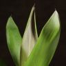 Кордилина Конга 40/12 фото 3 &mdash; Luxury Plants