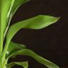 Кордилина Конга 40/12 фото 4 &mdash; Luxury Plants