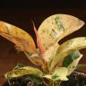 Фикус Эластика Шивереана 15/10 фото 2 &mdash; Luxury Plants