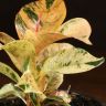 Фикус Эластика Шивереана 15/10 фото 4 &mdash; Luxury Plants